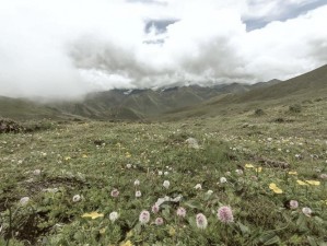 《魔之谷秘境：探寻隐藏宠物的奇幻之旅》