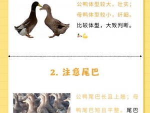 做鸭子怎么寻找客源【做鸭子如何寻找客源？】