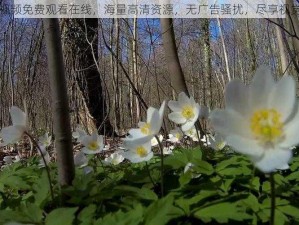 野花视频免费观看在线，海量高清资源，无广告骚扰，尽享视觉盛宴