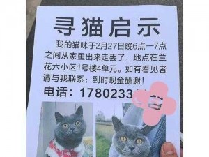 遇见猫楼顶的秘密：解锁与猫咪的奇妙缘分密码分享之旅