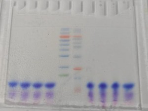 人马胶配方整个过程视频扫，一款全新的滋补养生产品