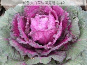 粉色大白菜法国竟是这样？