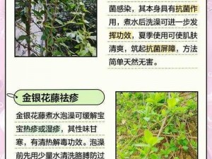 极致沉迷 TXL 金银花：一种天然的草本植物，具有清热解毒、润肺止咳等功效