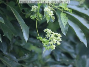 野花韩国高清免费神马百度，你不能错过的精彩内容