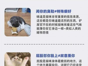 《初探猫界：灵猫传养猫指南必备手册》