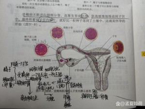 放荡的生理课 H 精品视频课程，带你了解人体奥秘