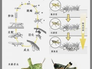 精力蚂蚱捕捉攻略：探寻最佳捕捉地点与时间