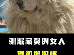 [品牌名]，让女人被藏獒日出白浆不再成为困扰