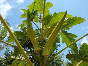 丝瓜草莓向日葵秋葵加油站，提供全面的健康生活指南