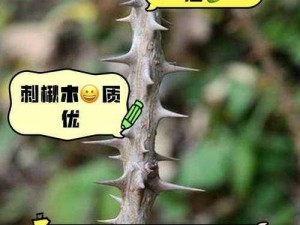 明日之后探秘：刺楸树根的神奇用途与获取方法揭秘