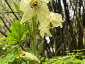 野花高清 1 在线观看免费，无广告，无病毒，免费观看各类高清大片