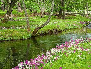 樱花草韩国日本_樱花草在韩国日本的文化意义