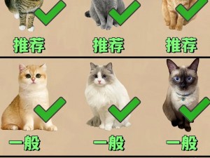 养了个猫,温馨截图预览下的养猫心得分享之路