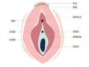 女下部扒开秘高清图片软件，女性生理健康科普必备工具