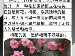 梅花开几度老张周梅 老张和周梅的梅花情结：花开几度待君来