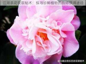 江湖茶花获取秘术：探寻珍稀植物的独特获得途径