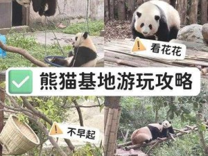 《黑色沙漠手游》熊猫宠物任务攻略：详细步骤助你轻松完成宠物熊猫领取任务