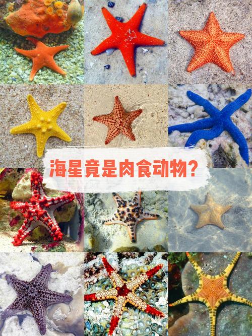 海洋动物无大脑与心脏引热议