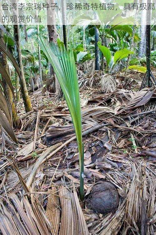 台湾李宗瑞种子，珍稀奇特植物，具有极高的观赏价值