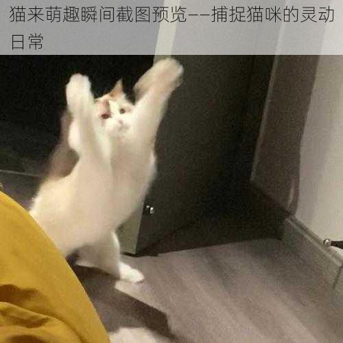 猫来萌趣瞬间截图预览——捕捉猫咪的灵动日常