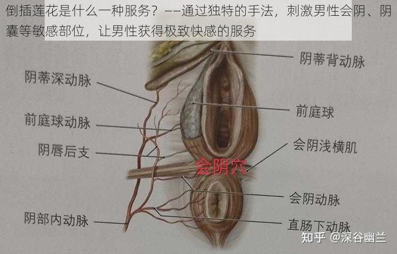 倒插莲花是什么一种服务？——通过独特的手法，刺激男性会阴、阴囊等敏感部位，让男性获得极致快感的服务