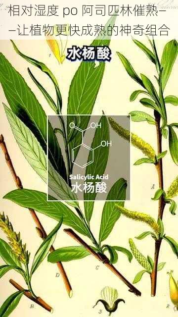 相对湿度 po 阿司匹林催熟——让植物更快成熟的神奇组合