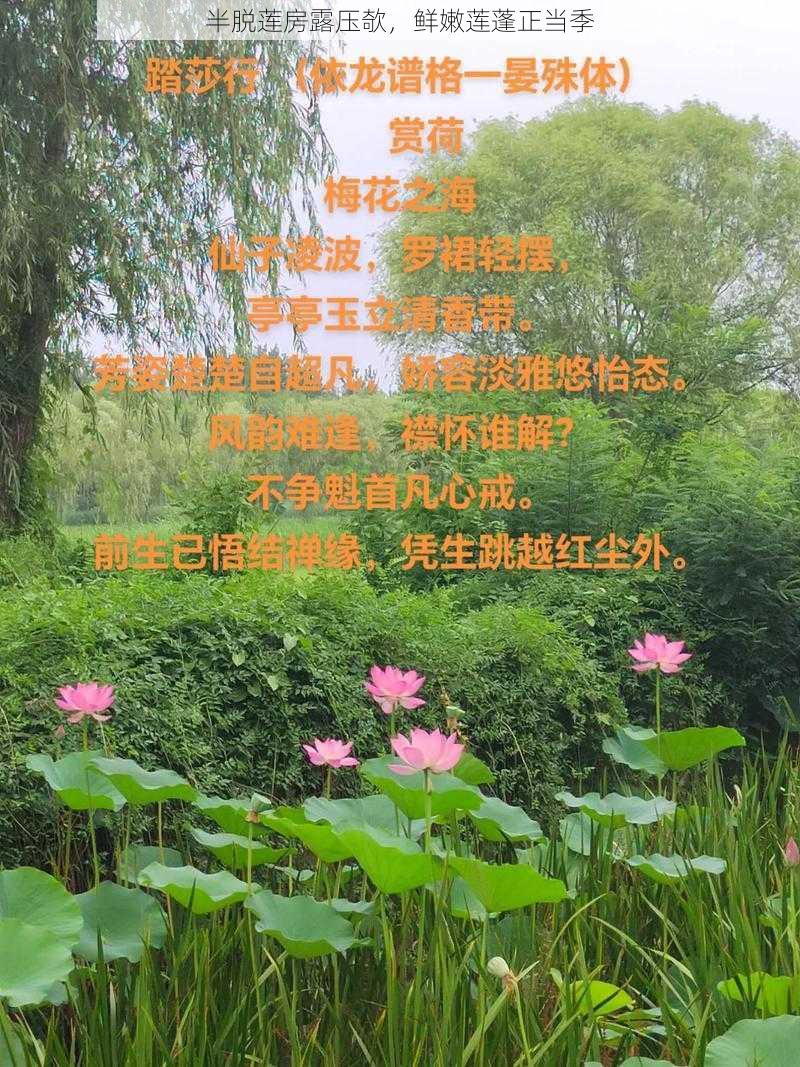 半脱莲房露压欹，鲜嫩莲蓬正当季