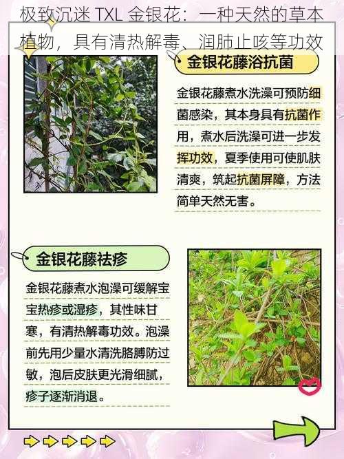 极致沉迷 TXL 金银花：一种天然的草本植物，具有清热解毒、润肺止咳等功效