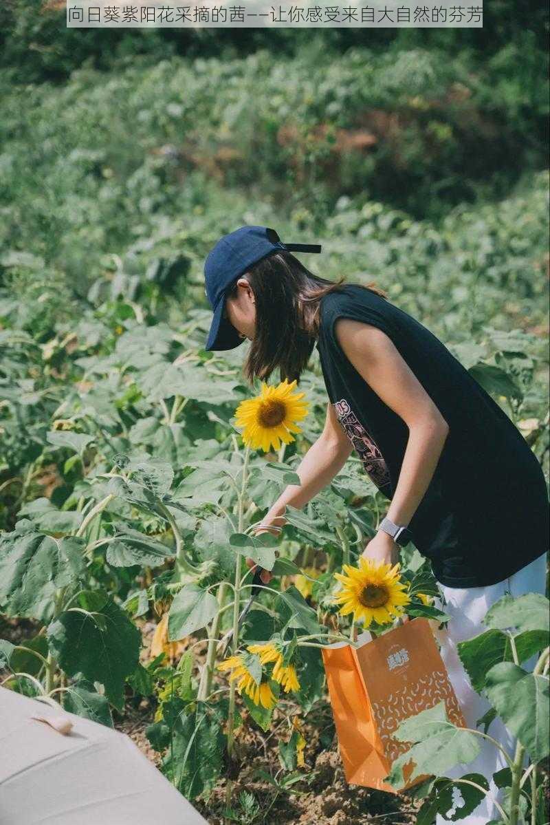 向日葵紫阳花采摘的茜——让你感受来自大自然的芬芳