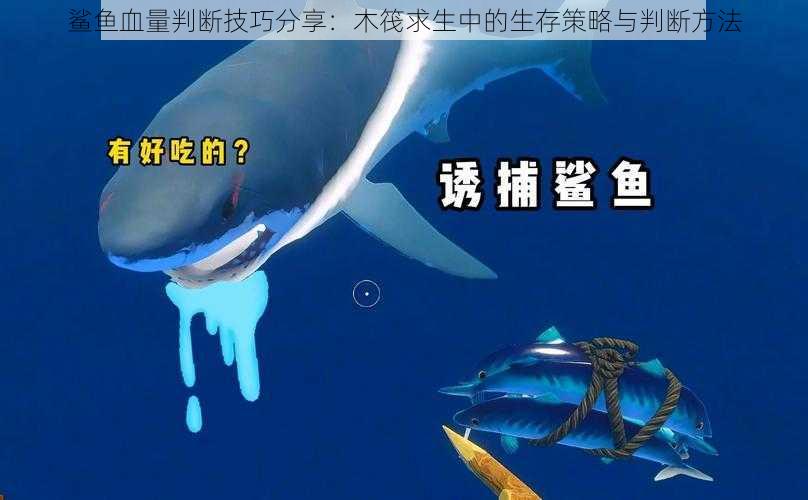 鲨鱼血量判断技巧分享：木筏求生中的生存策略与判断方法