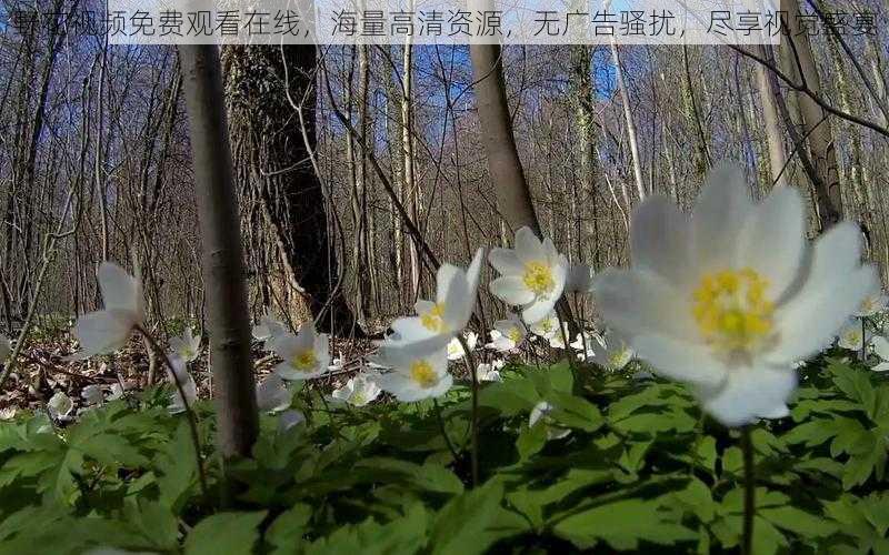 野花视频免费观看在线，海量高清资源，无广告骚扰，尽享视觉盛宴