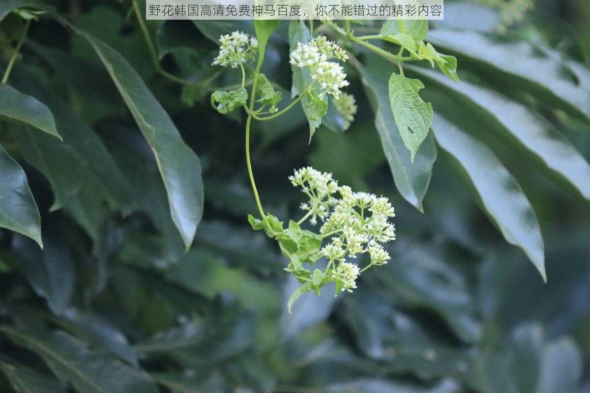 野花韩国高清免费神马百度，你不能错过的精彩内容