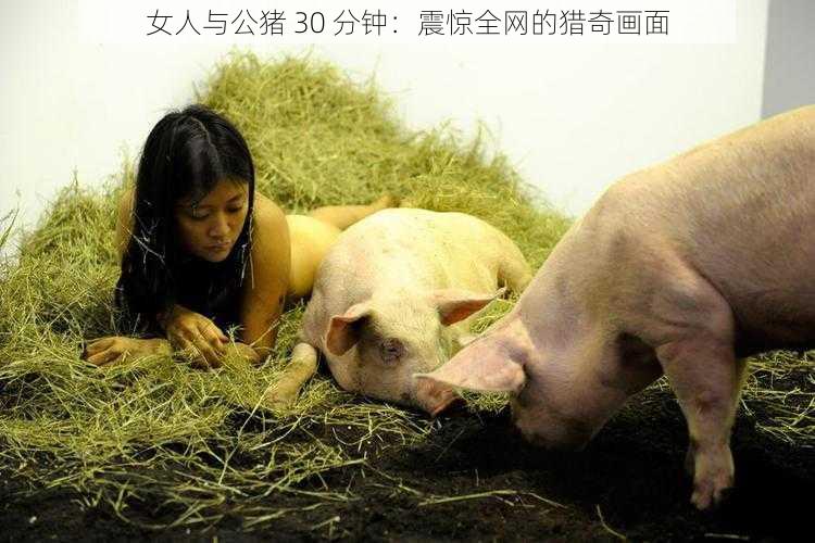 女人与公猪 30 分钟：震惊全网的猎奇画面