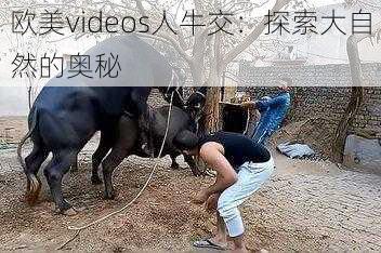 欧美videos人牛交：探索大自然的奥秘