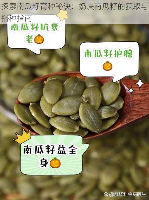 探索南瓜籽育种秘诀：奶块南瓜籽的获取与播种指南