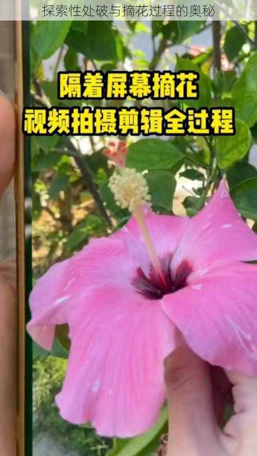 探索性处破与摘花过程的奥秘