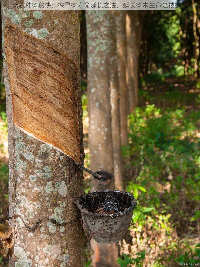 老农种树秘诀：探寻树寿命延长之法，延长树木生命之技探秘