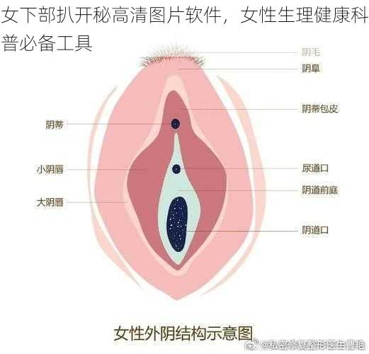 女下部扒开秘高清图片软件，女性生理健康科普必备工具