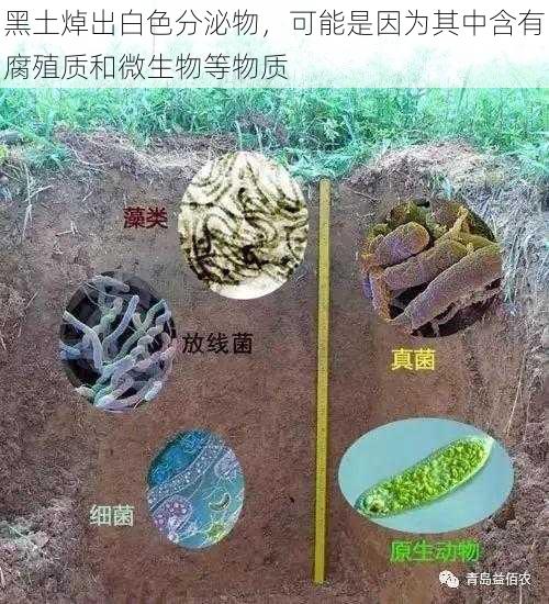 黑土焯出白色分泌物，可能是因为其中含有腐殖质和微生物等物质