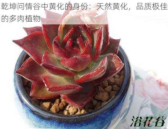 乾坤问情谷中黄化的身份：天然黄化，品质极佳的多肉植物