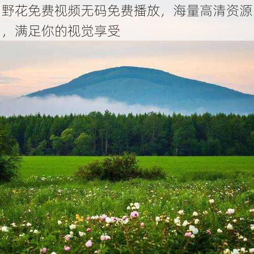 野花免费视频无码免费播放，海量高清资源，满足你的视觉享受