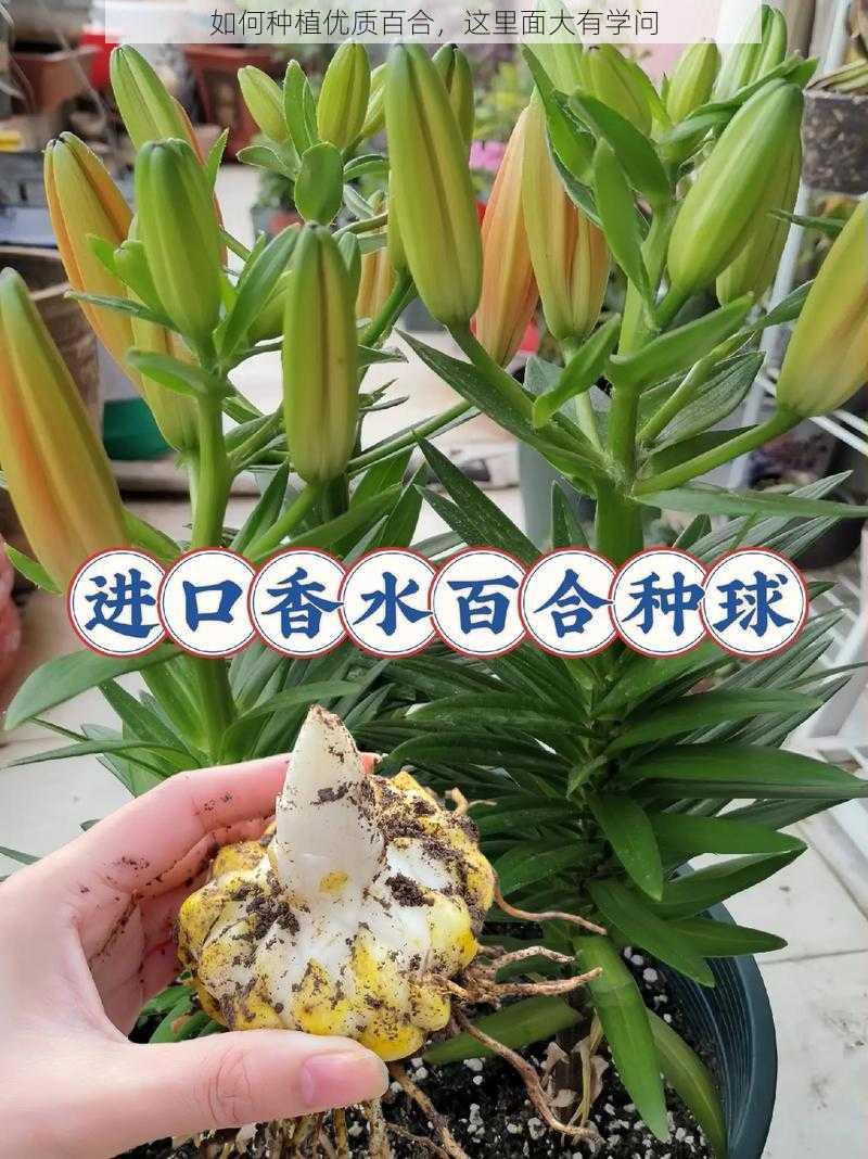 如何种植优质百合，这里面大有学问