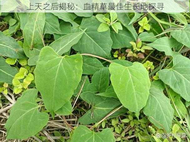 上天之后揭秘：血精草最佳生长地探寻