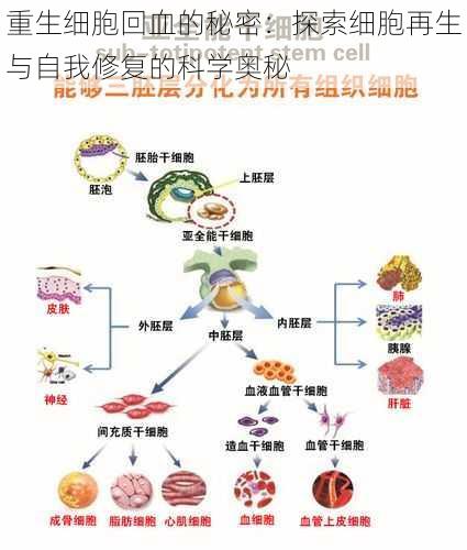 重生细胞回血的秘密：探索细胞再生与自我修复的科学奥秘