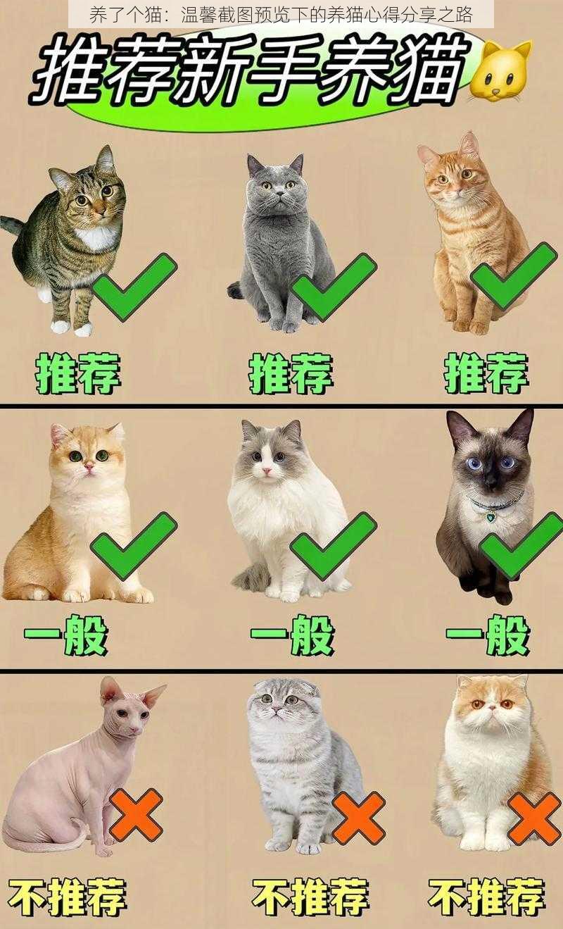 养了个猫:温馨截图预览下的养猫心得分享之路