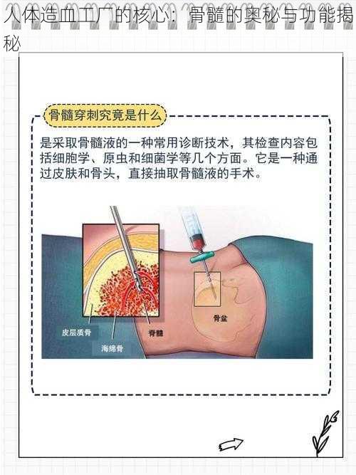 人体造血工厂的核心：骨髓的奥秘与功能揭秘