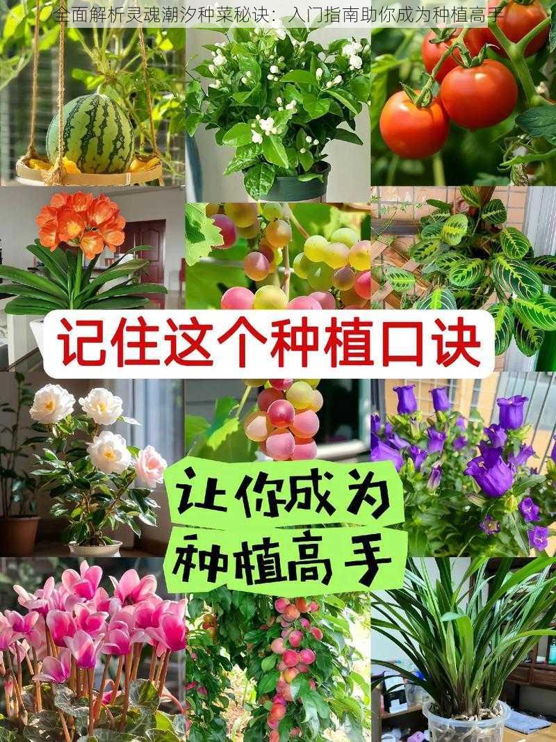 全面解析灵魂潮汐种菜秘诀：入门指南助你成为种植高手