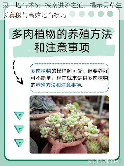 灵草培育术6：探索进阶之道，揭示灵草生长奥秘与高效培育技巧