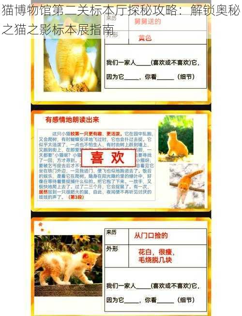 猫博物馆第二关标本厅探秘攻略：解锁奥秘之猫之影标本展指南