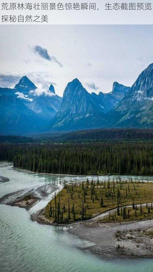 荒原林海壮丽景色惊艳瞬间，生态截图预览探秘自然之美